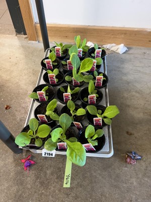 Lot 2194 - Tray containing 18 pots of mixed nicotiana