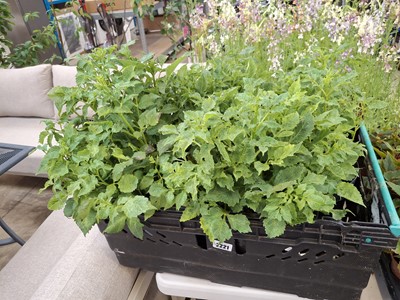 Lot 2221 - Tray of large potted dahlias