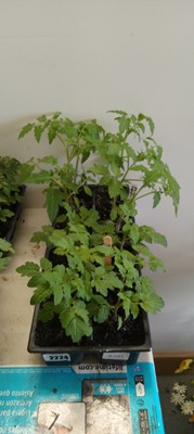 Lot 2224 - Tray containing 6 golden sunrise tomato plants...