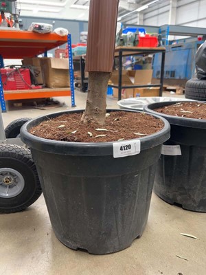 Lot 4120 - Extra large olive tree