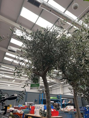 Lot 4120 - Extra large olive tree