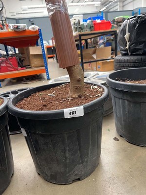 Lot 4121 - Extra large olive tree