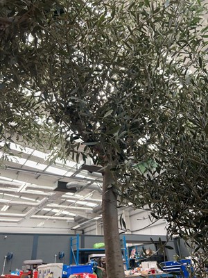 Lot 4121 - Extra large olive tree