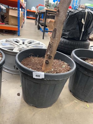 Lot 4122 - Extra large olive tree