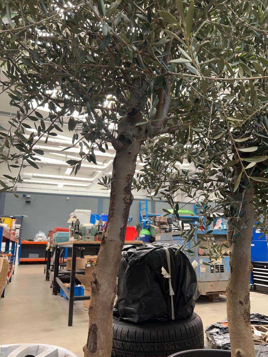 Lot 4122 - Extra large olive tree