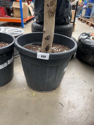 Lot 4123 - Extra large olive tree