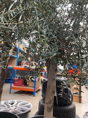 Lot 4123 - Extra large olive tree