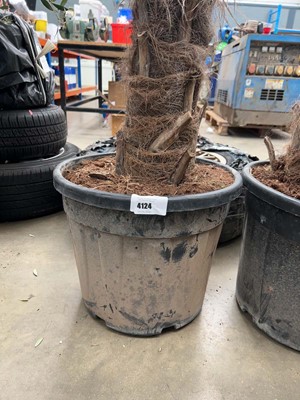 Lot 4124 - Extra large Trackycarpus Palm Tree