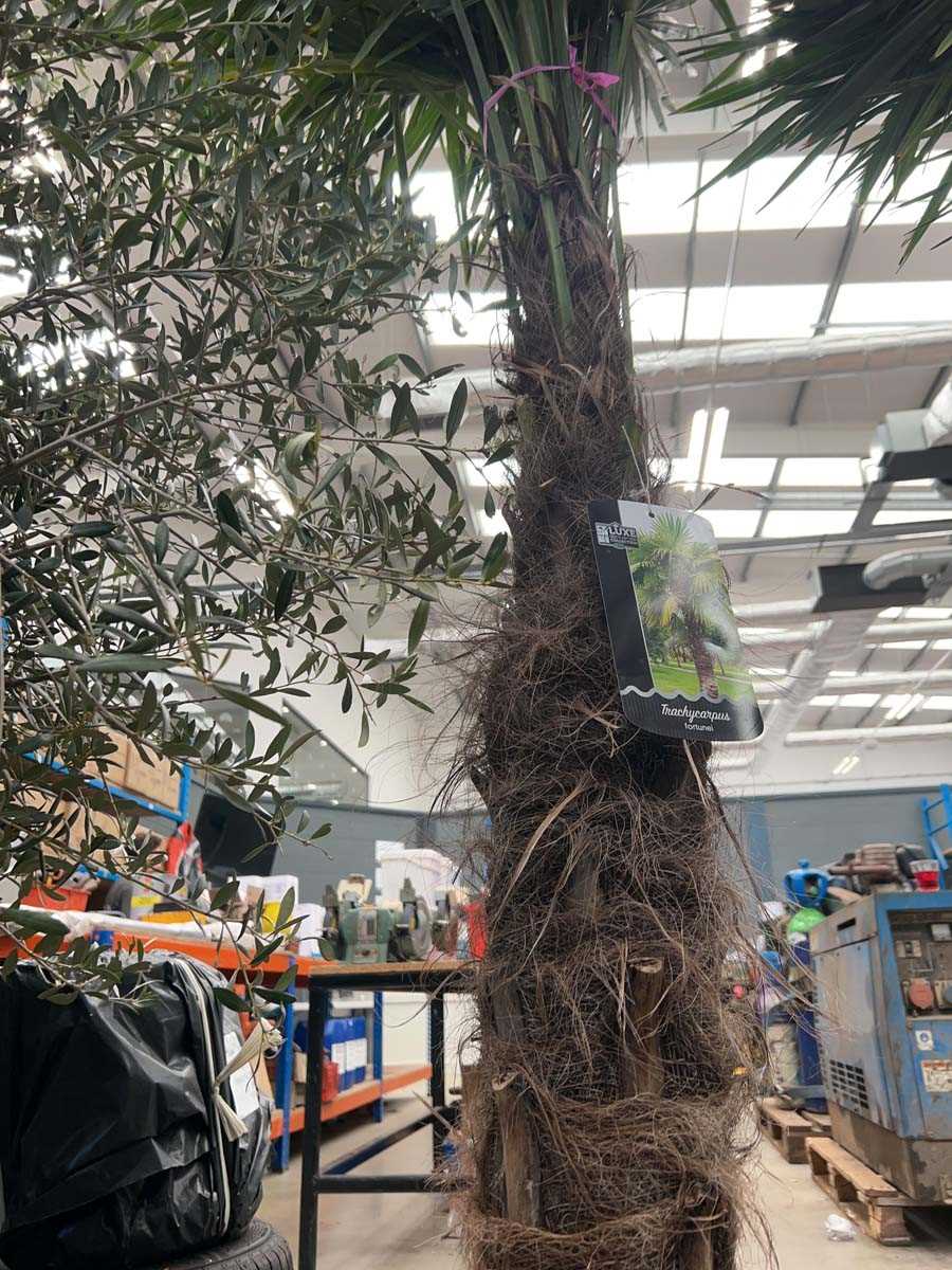 Lot 4124 - Extra large Trackycarpus Palm Tree