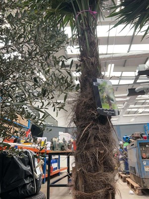 Lot 4124 - Extra large Trackycarpus Palm Tree