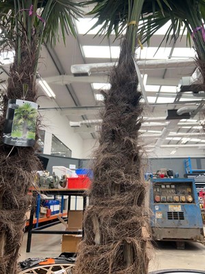 Lot 4125 - Extra large Trackycarpus Palm Tree