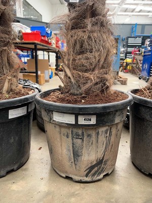 Lot 4126 - Extra large Trackycarpus Palm Tree