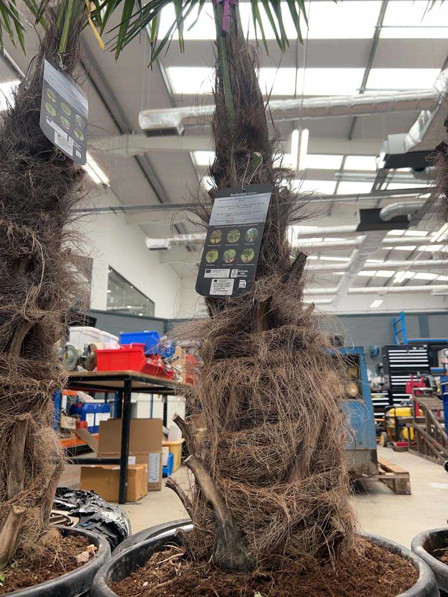 Lot 4126 - Extra large Trackycarpus Palm Tree