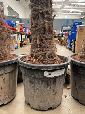Lot 4127 - Extra large Trackycarpus Palm Tree