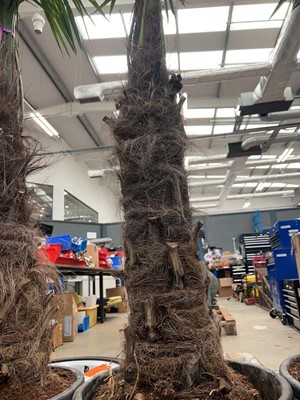 Lot 4127 - Extra large Trackycarpus Palm Tree