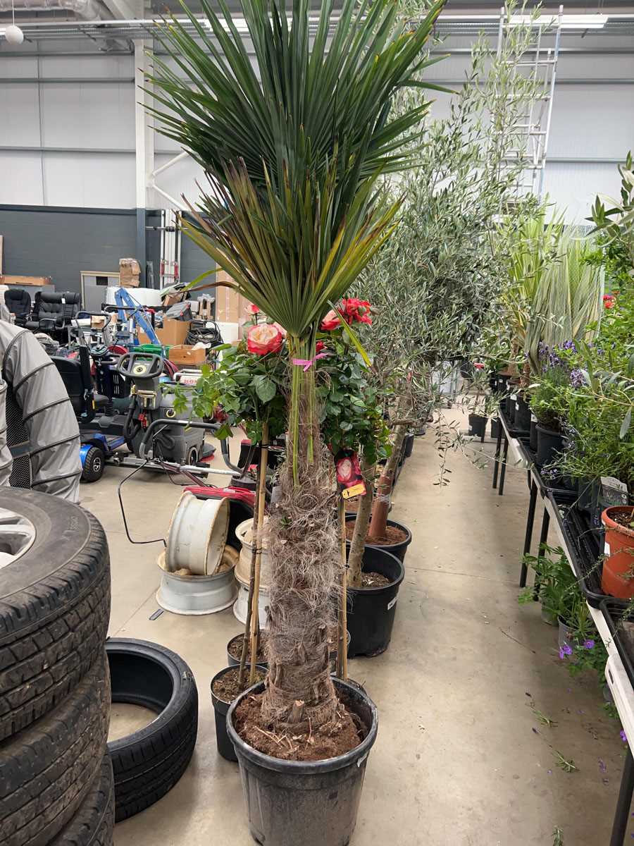 Lot 4154 - Extra large Trachycarpus Palm Tree