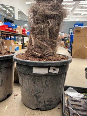 Lot 4128 - Extra large Trackycarpus Palm Tree