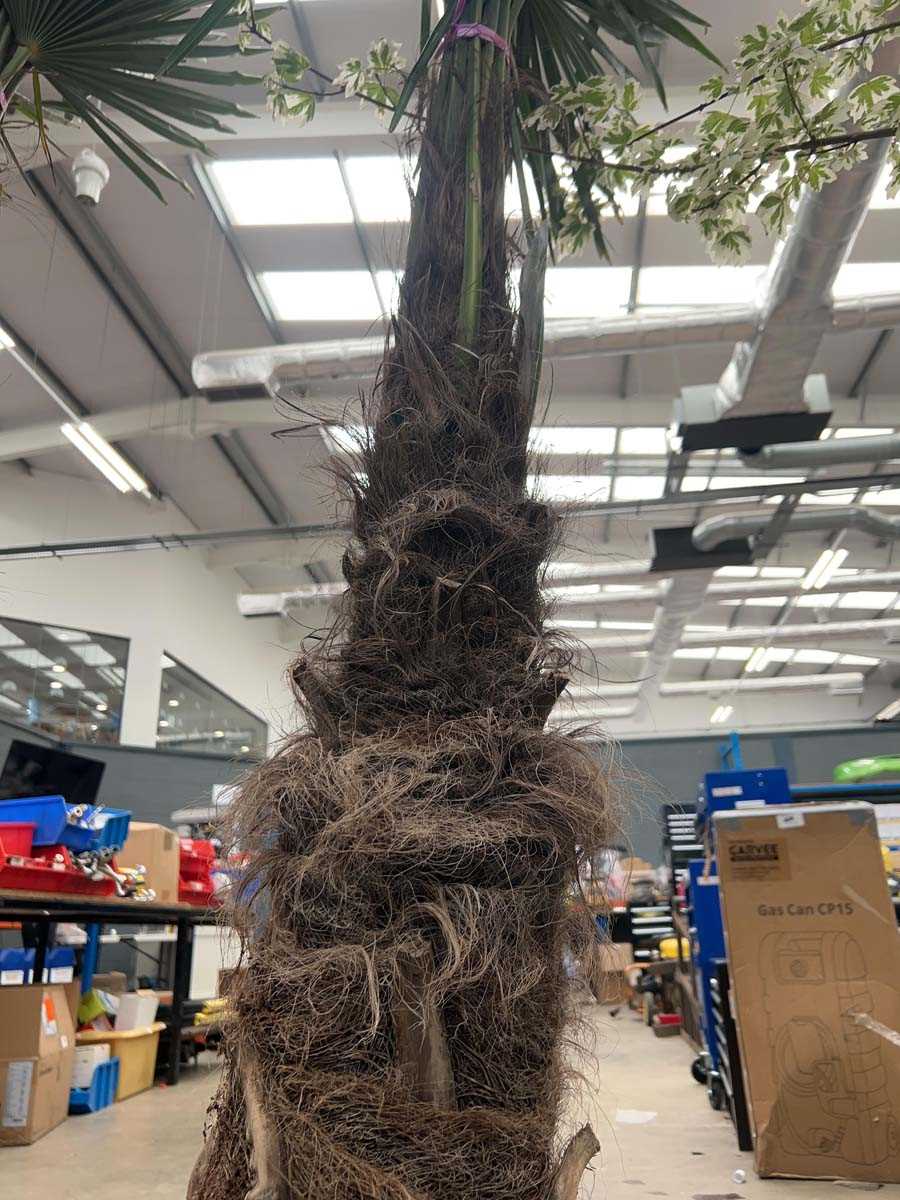 Lot 4128 - Extra large Trackycarpus Palm Tree