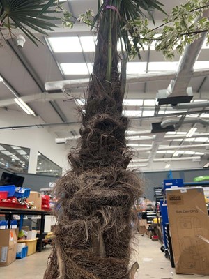 Lot 4128 - Extra large Trackycarpus Palm Tree
