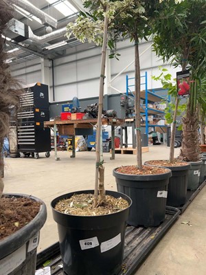 Lot 4129 - Extra large Acer (VAR) Carnival Tree