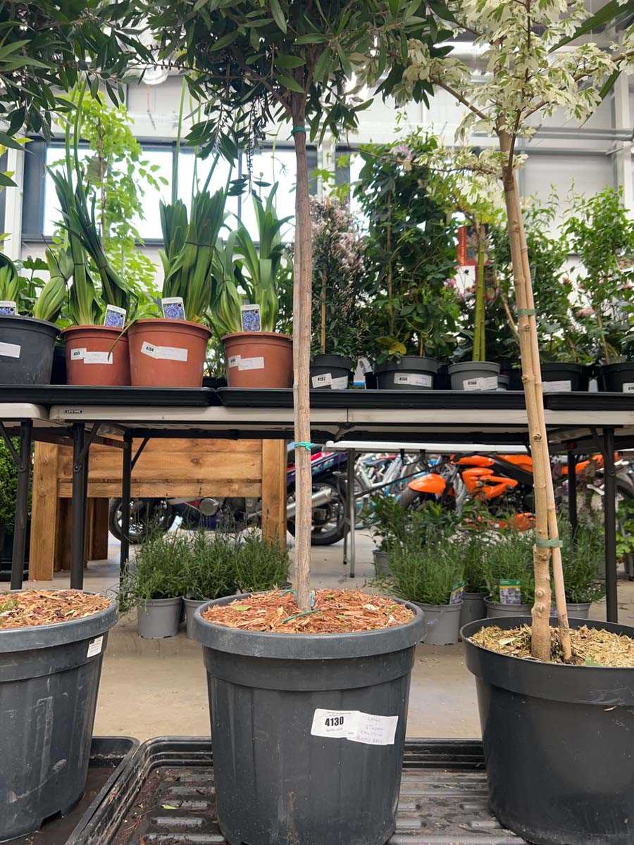 Lot 4130 - Large Standard Callistemon Bottle Brush plant