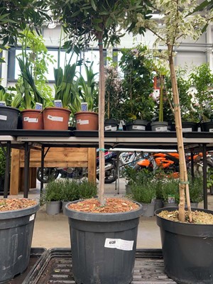 Lot 4130 - Large Standard Callistemon Bottle Brush plant