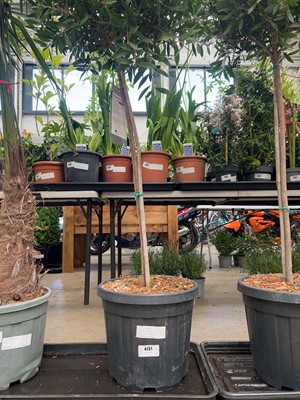Lot 4131 - Large Standard Callistemon Bottle Brush plant