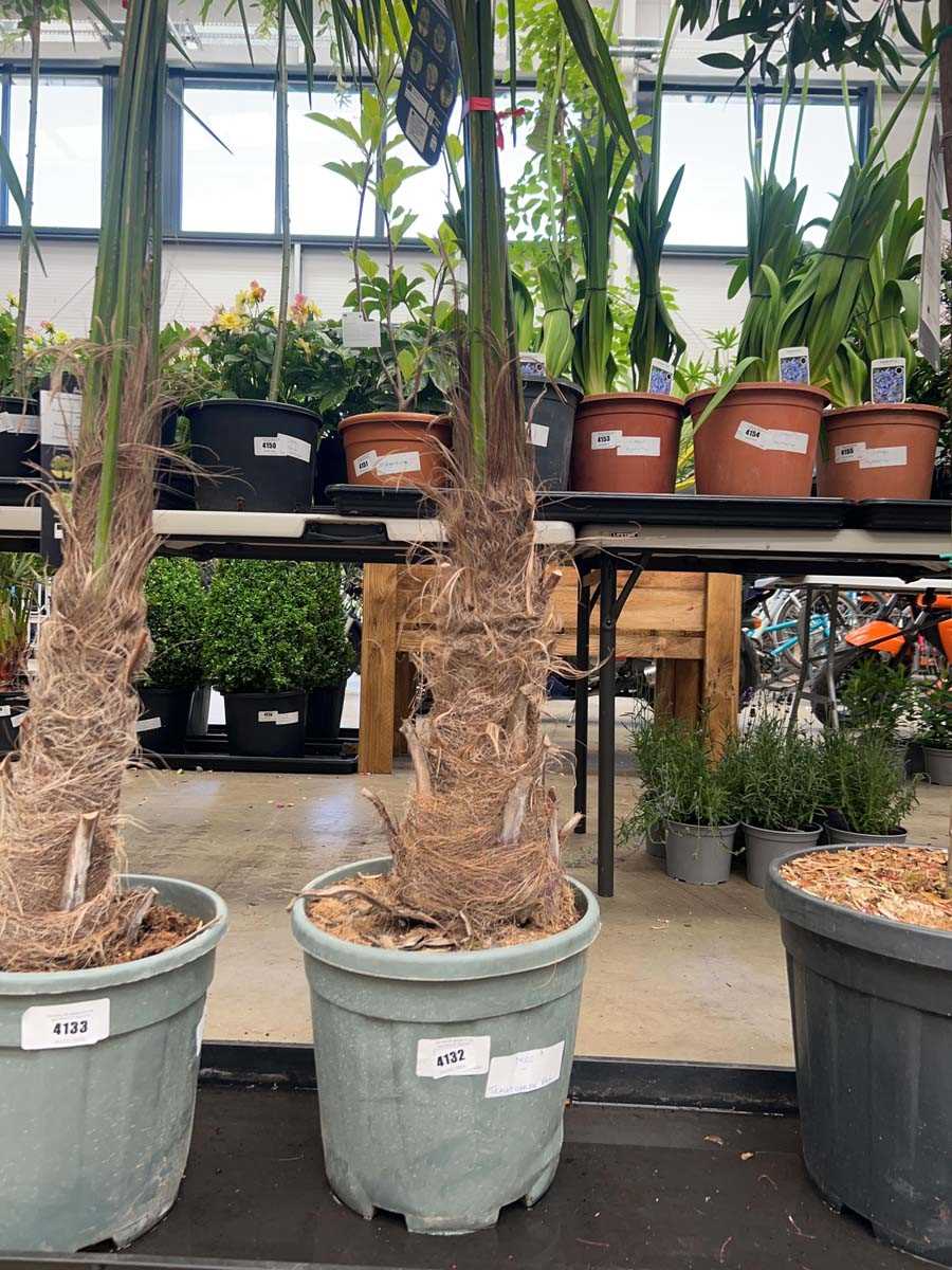 Lot 4132 - Medium Trackycarpus Palm