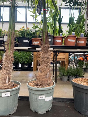 Lot 4132 - Medium Trackycarpus Palm