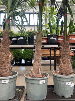 Lot 4133 - Medium Trackycarpus Palm