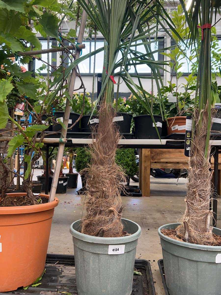 Lot 4134 - Medium Trackycarpus Palm