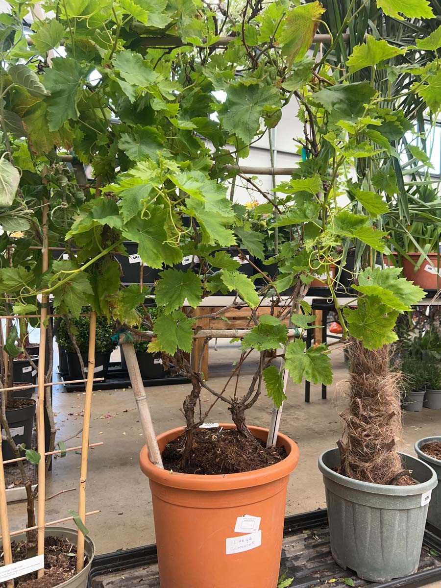 Lot 4135 - Large grapevine
