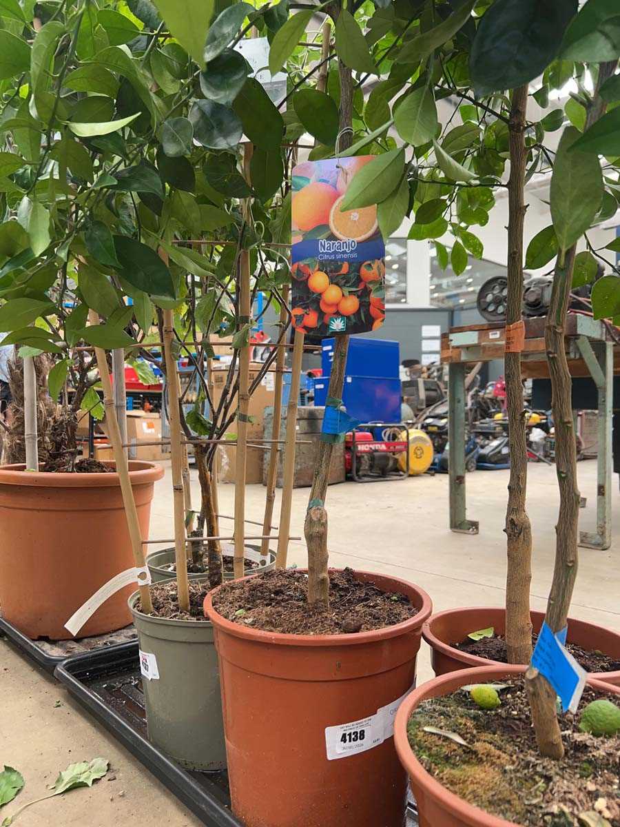 Lot 4138 - Orange fruit tree
