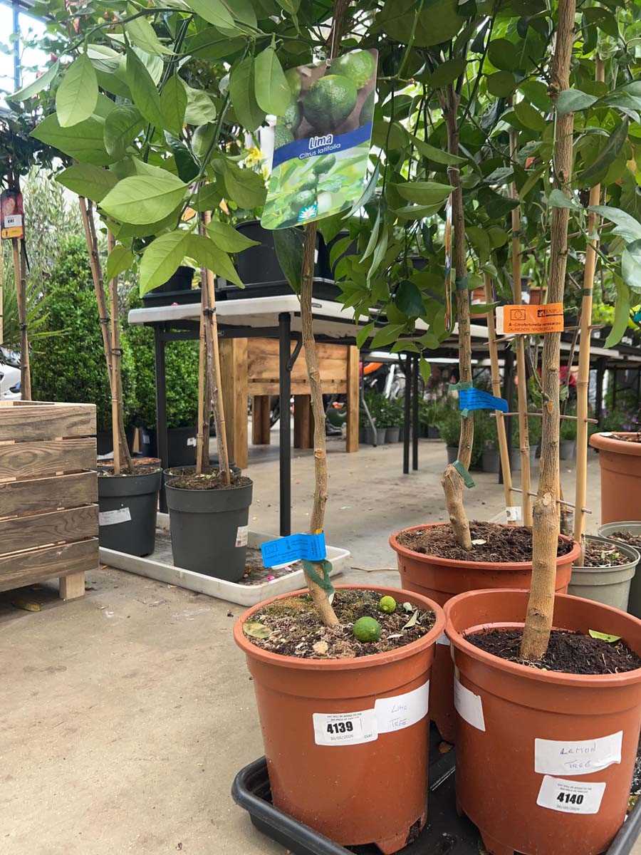 Lot 4139 - Lime fruit tree