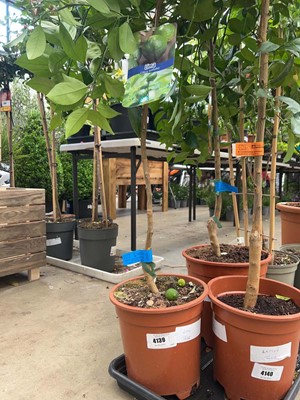 Lot 4139 - Lime fruit tree
