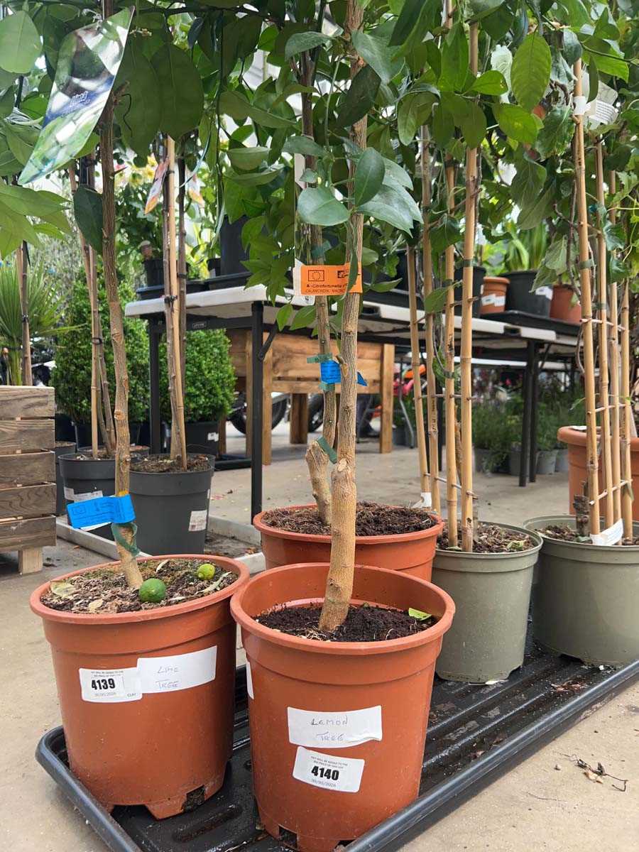 Lot 4140 - Lemon fruit tree