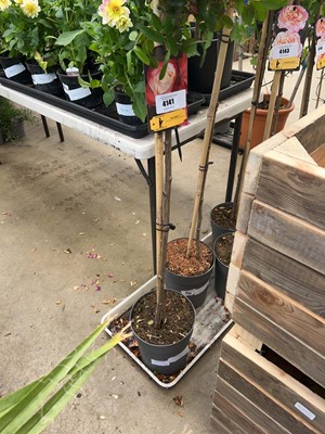 Lot 4141 - Standard Rose Tree