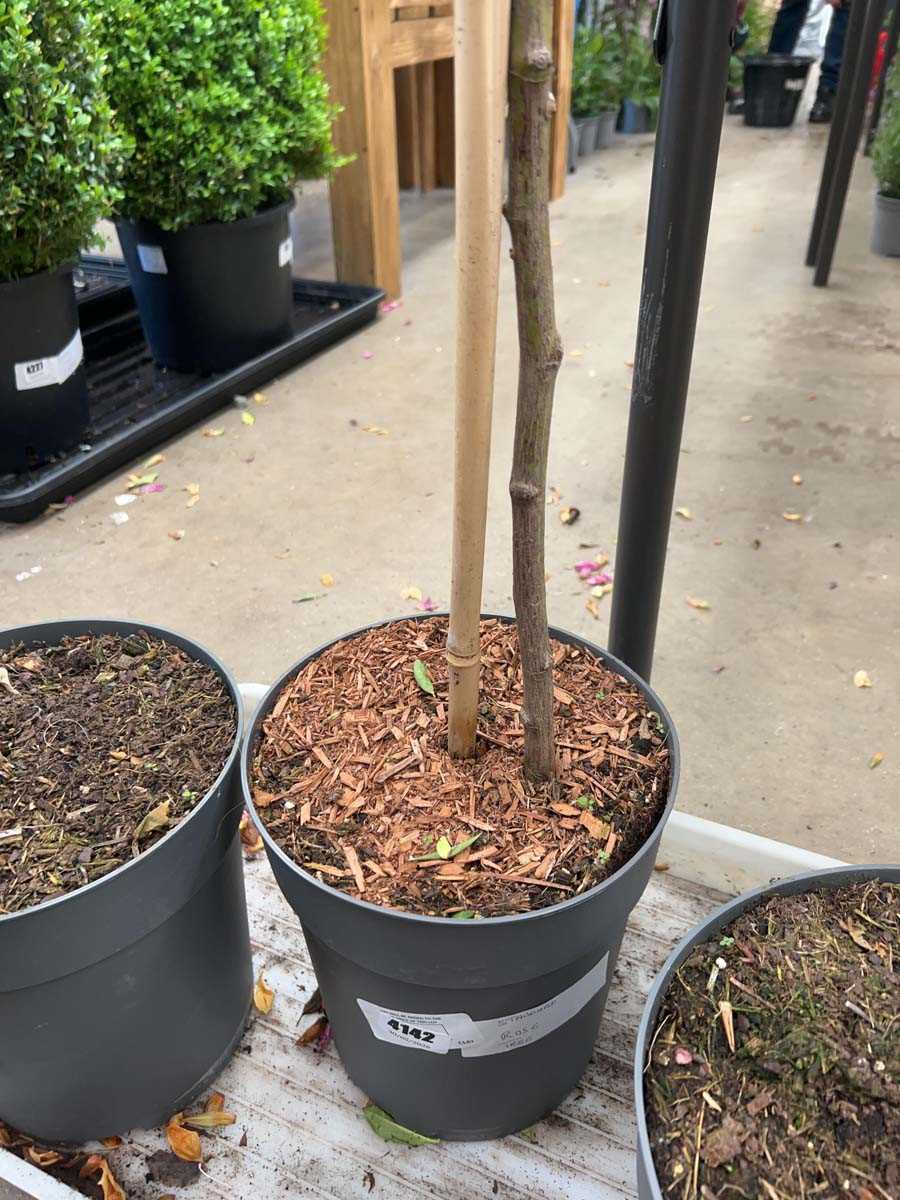 Lot 4142 - Standard Rose Tree