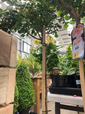 Lot 4142 - Standard Rose Tree