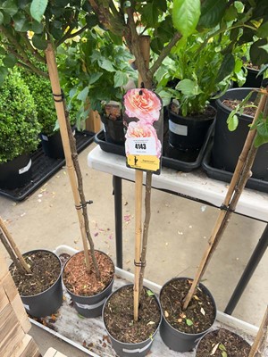 Lot 4143 - Standard Rose Tree