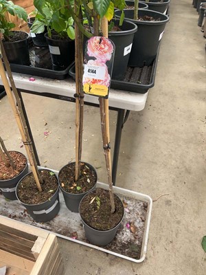 Lot 4144 - Standard Rose Tree
