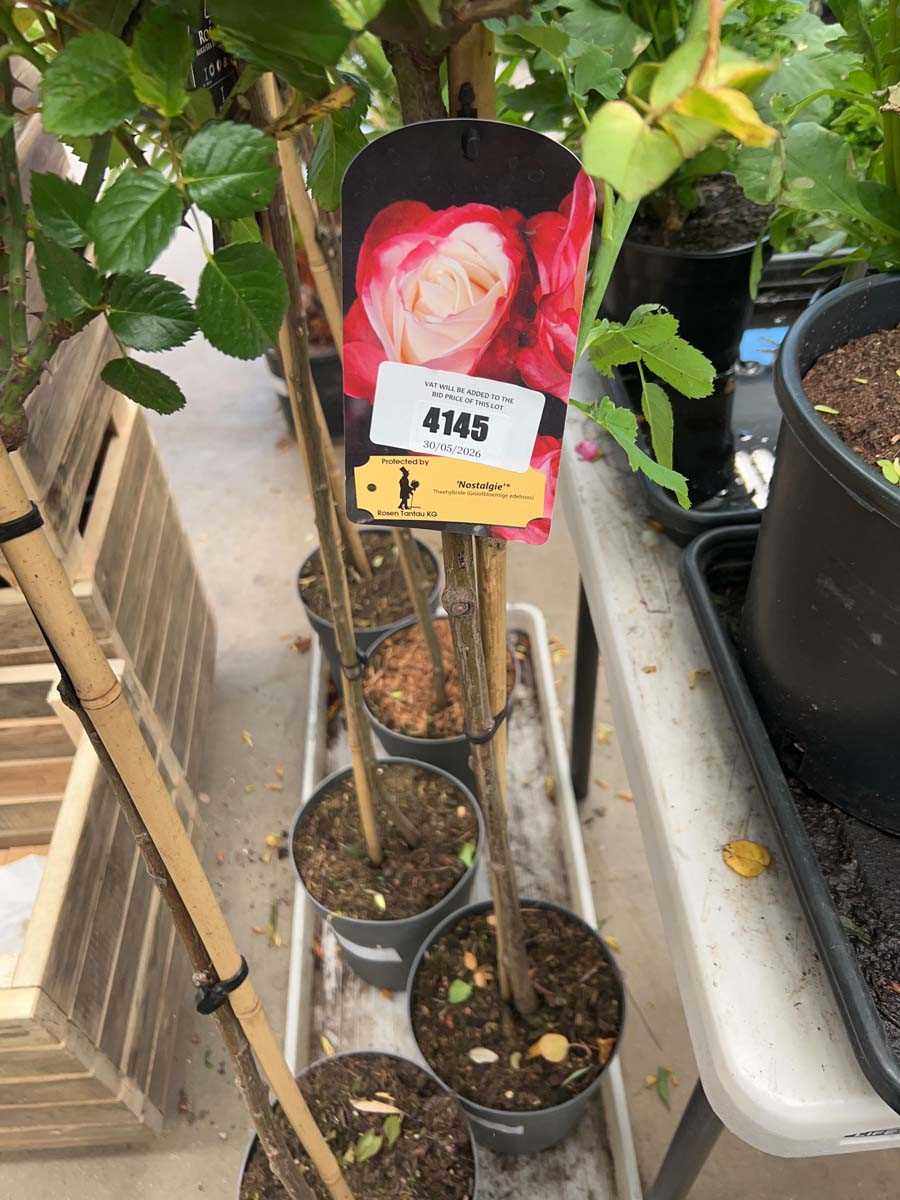 Lot 4145 - Standard Rose Tree