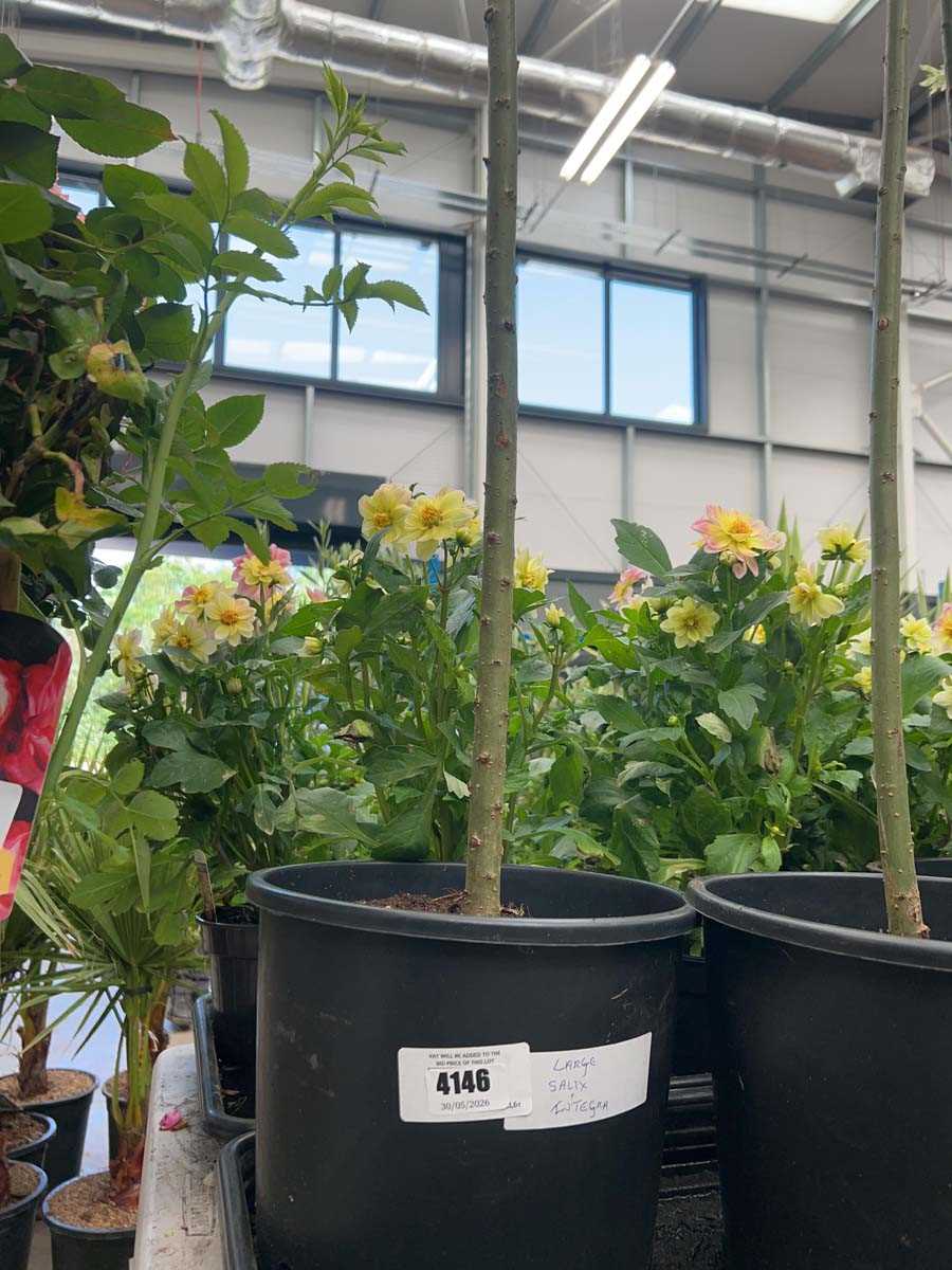 Lot 4146 - Large Salix integra-H-Nishiki