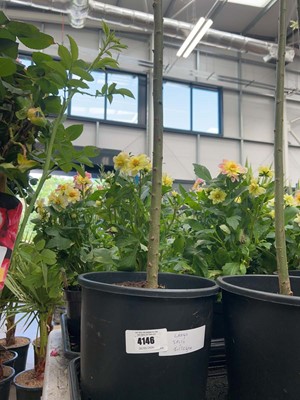 Lot 4146 - Large Salix integra-H-Nishiki