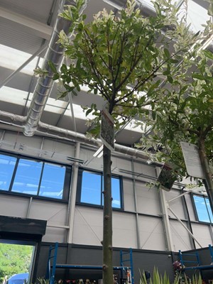 Lot 4146 - Large Salix integra-H-Nishiki