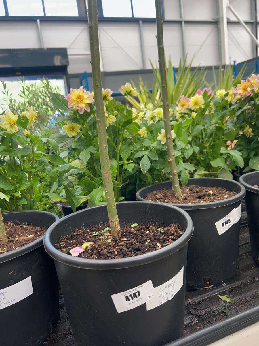 Lot 4147 - Large Salix integra-H-Nishiki