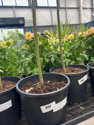 Lot 4147 - Large Salix integra-H-Nishiki
