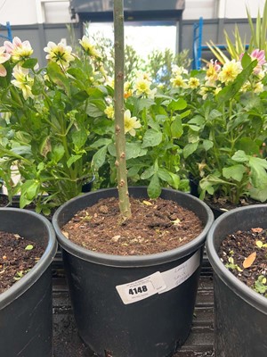 Lot 4148 - Large Salix integra-H-Nishiki