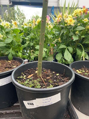 Lot 4149 - Large Salix integra-H-Nishiki