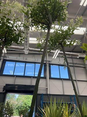 Lot 4149 - Large Salix integra-H-Nishiki